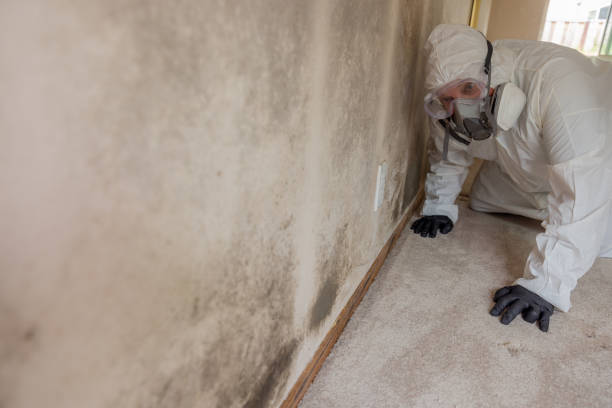 Best Mold Removal for HVAC Installations  in Chantilly, VA